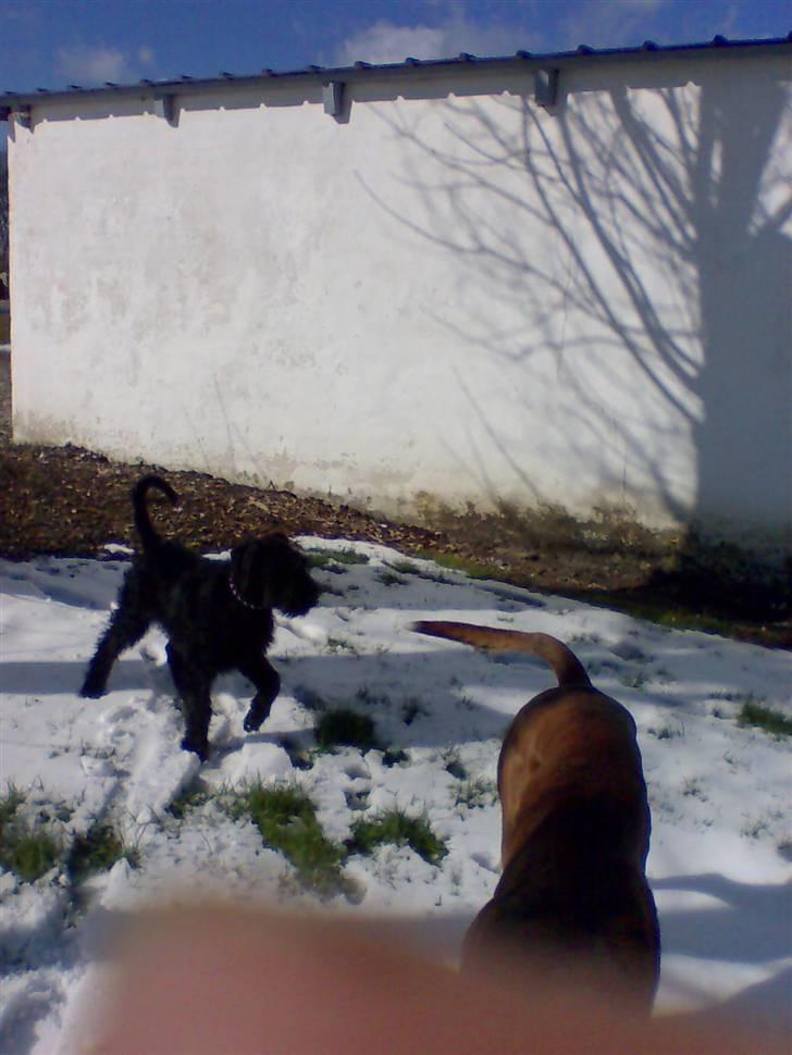 Riesenschnauzer Liva (ikk vores mere) billede 5