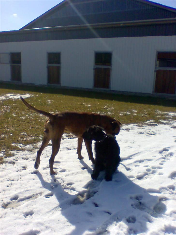 Riesenschnauzer Liva (ikk vores mere) billede 6