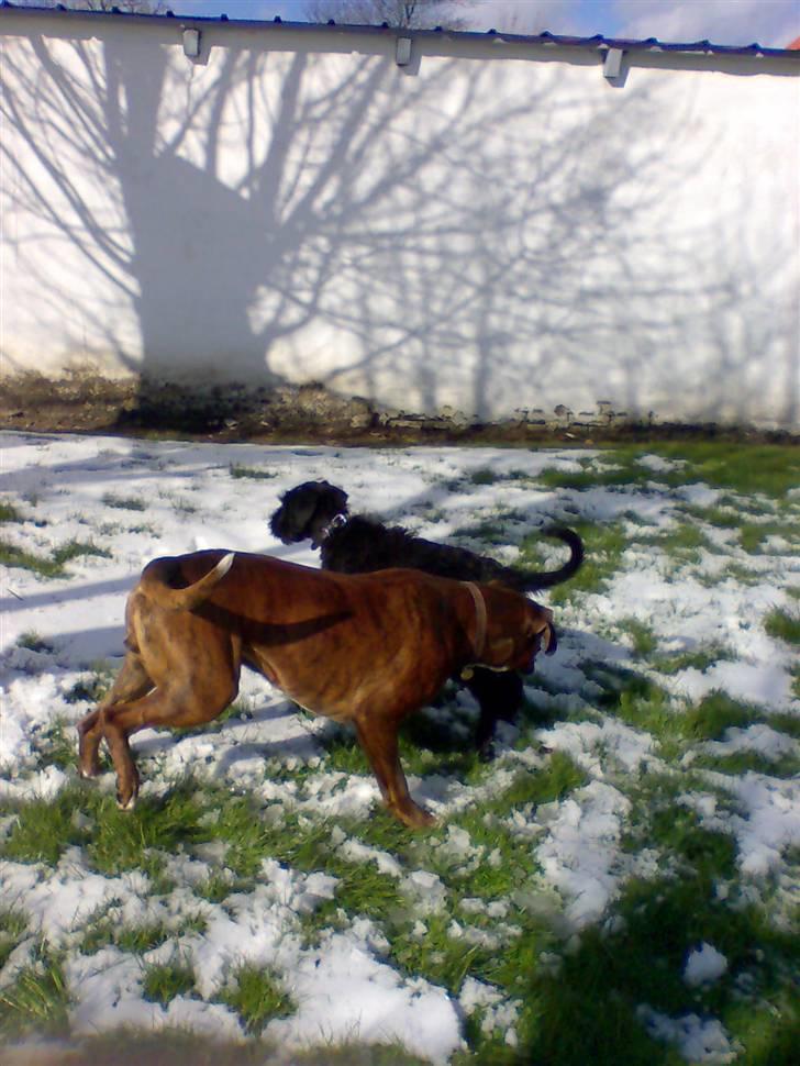 Riesenschnauzer Liva (ikk vores mere) billede 7