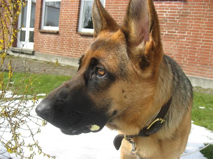 Schæferhund Sally - ØHHHHH!!! billede 6