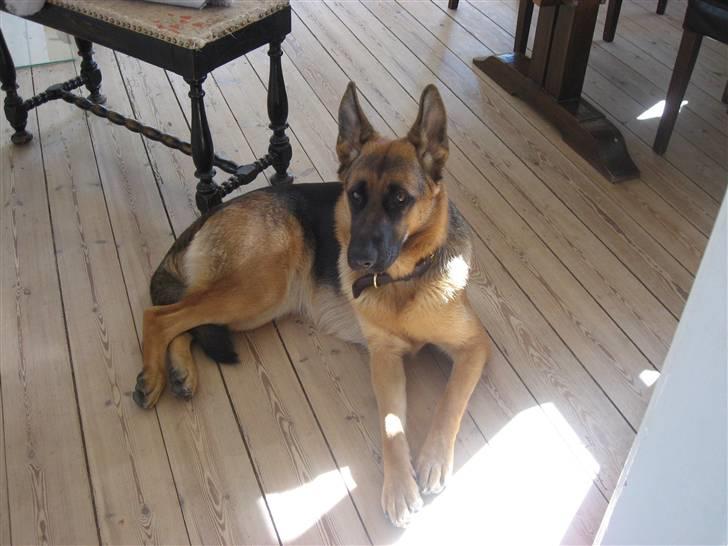 Schæferhund Sally billede 7