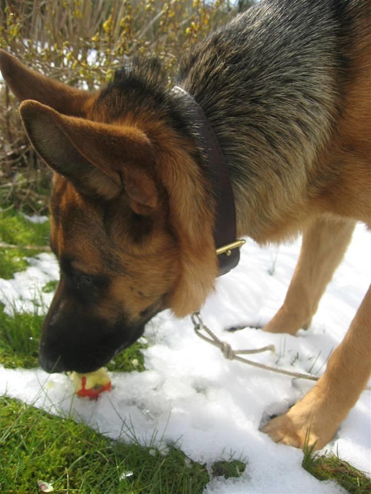 Schæferhund Sally billede 8