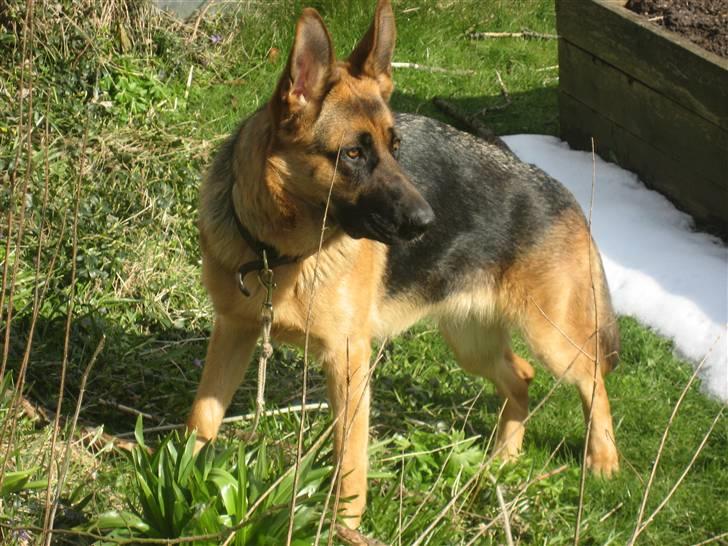 Schæferhund Sally billede 9