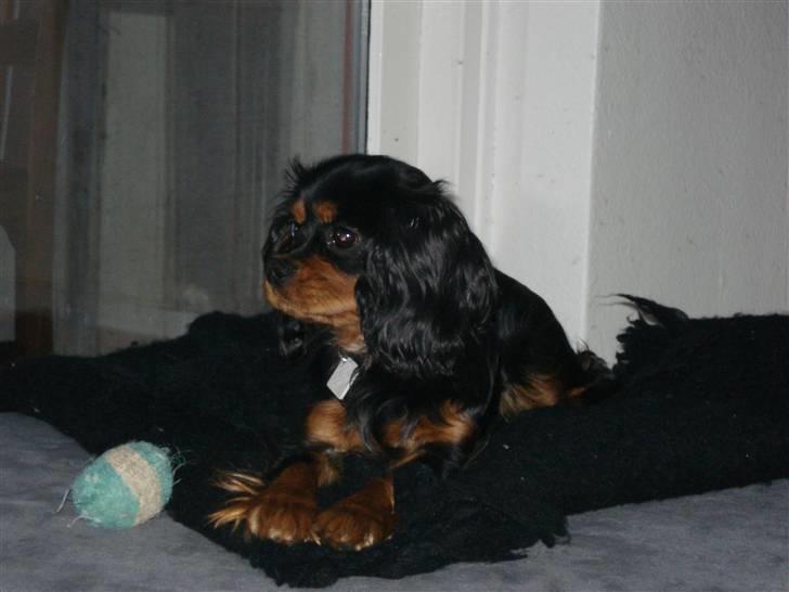 Cavalier king charles spaniel Vega billede 13