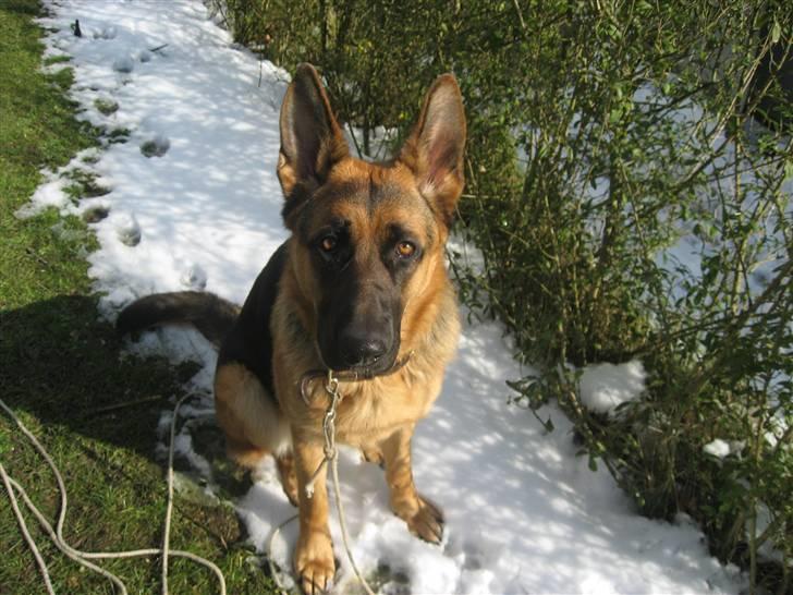 Schæferhund Sally billede 10