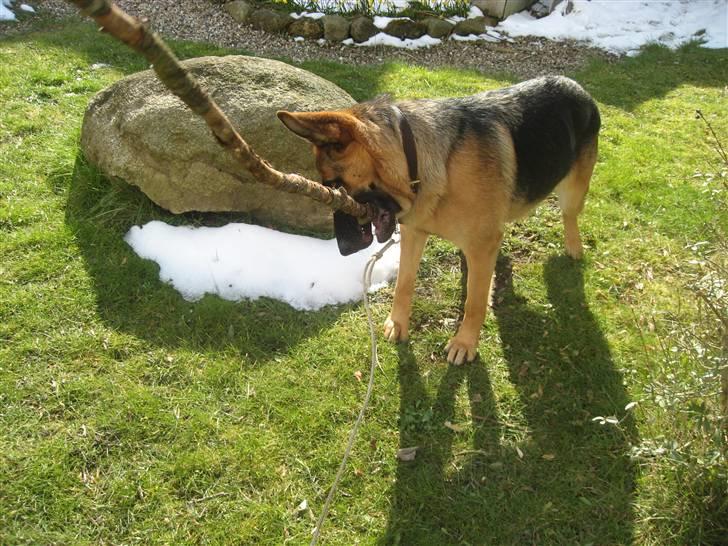 Schæferhund Sally billede 11