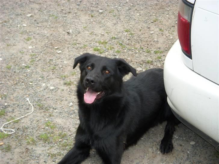 Blanding af racer Rohan billede 11