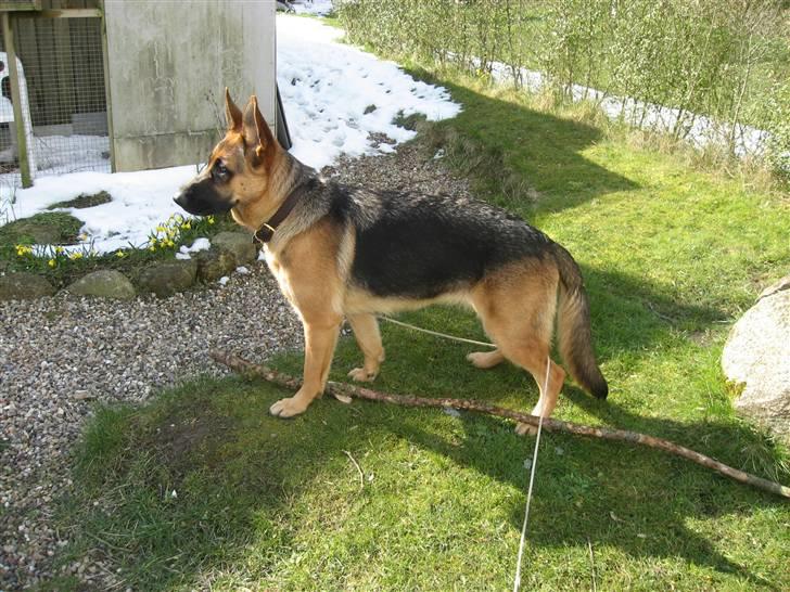 Schæferhund Sally billede 12