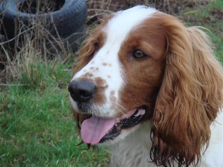 Welsh springer spaniel Balto billede 2