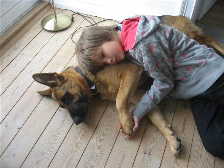 Schæferhund Sally billede 13