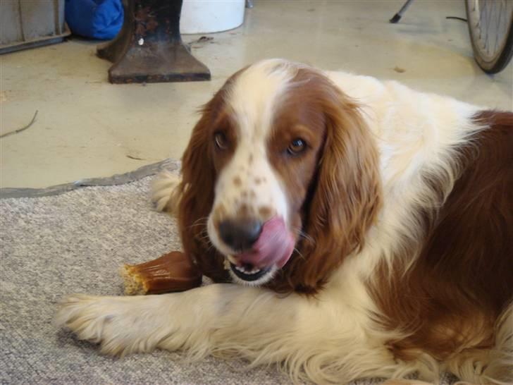 Welsh springer spaniel Balto - DET SMAGER GODT KAN DU TRO. billede 3