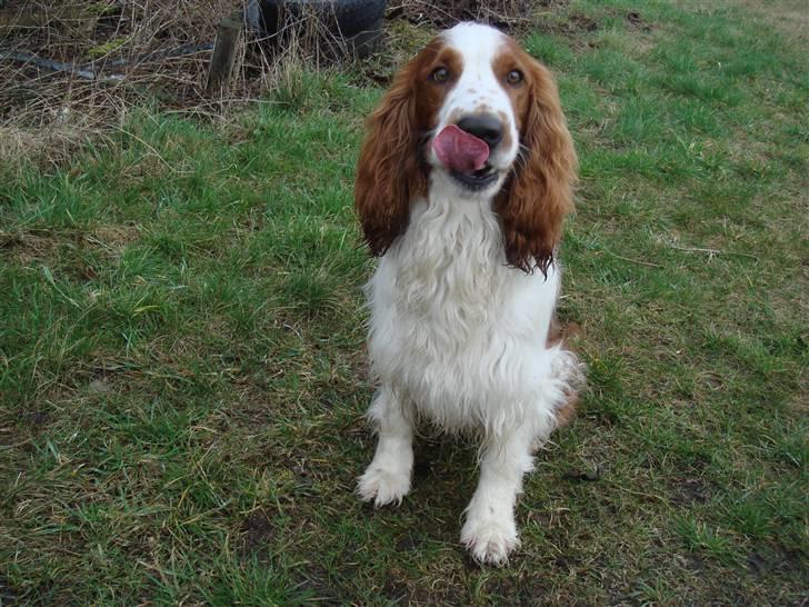 Welsh springer spaniel Balto billede 4