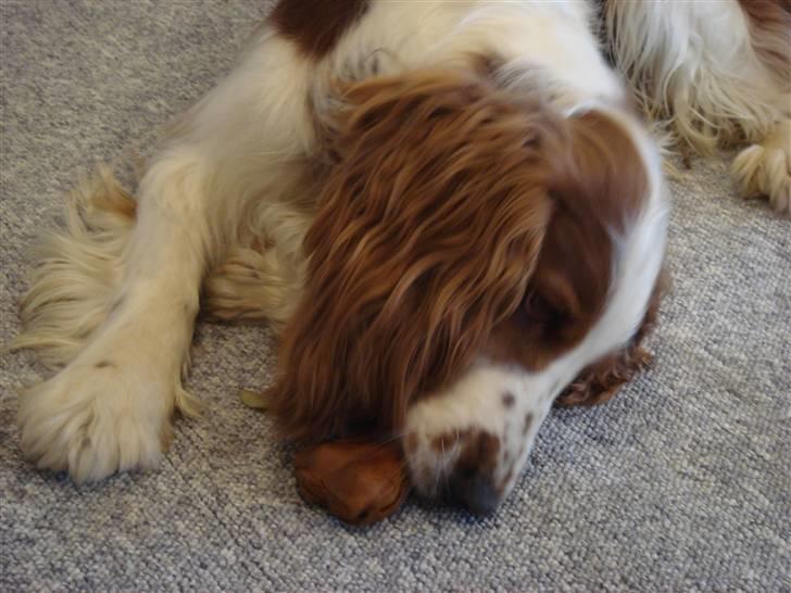 Welsh springer spaniel Balto - DET ER BARE GUF. billede 5