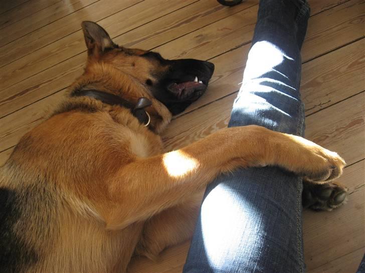 Schæferhund Sally billede 14