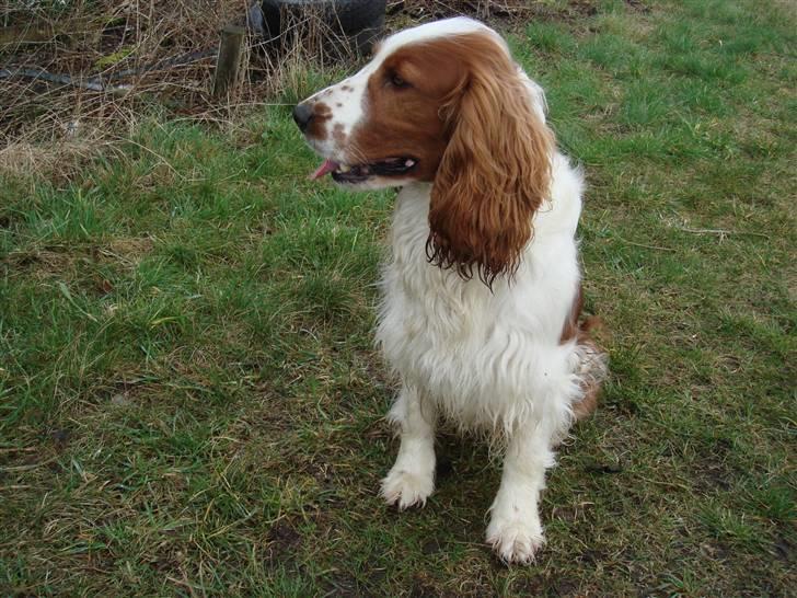 Welsh springer spaniel Balto billede 6