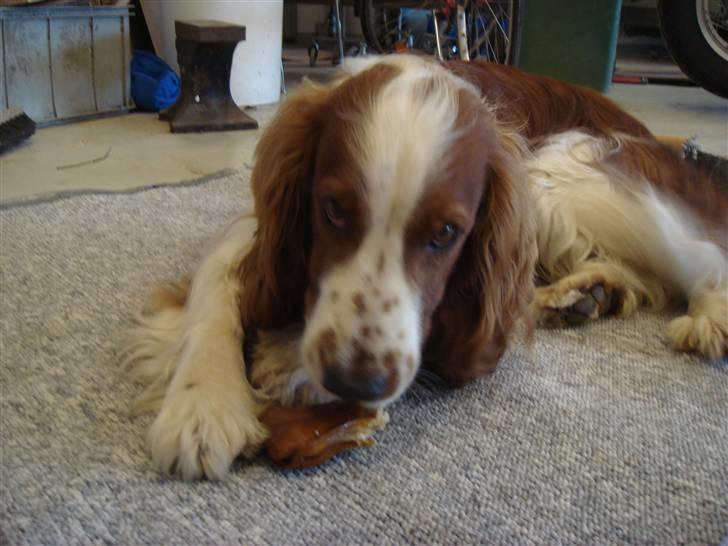 Welsh springer spaniel Balto - JEG VILLE GODT DELE, MEN JEG VILLE HAVE DET IGEN. billede 7