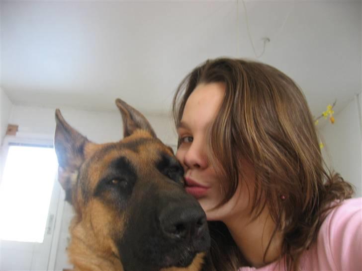 Schæferhund Sally billede 15