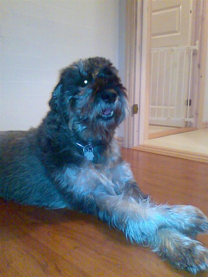 Riesenschnauzer Debbie (Død) billede 1