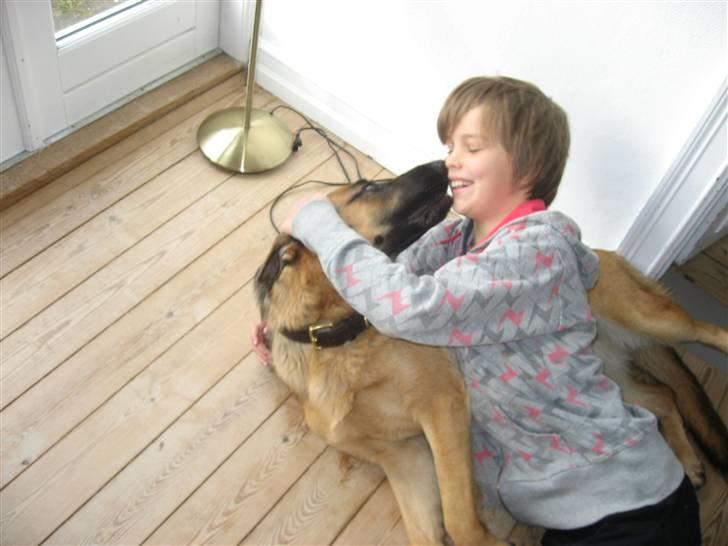 Schæferhund Sally billede 16