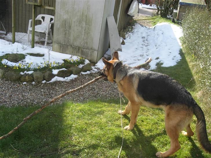 Schæferhund Sally billede 17