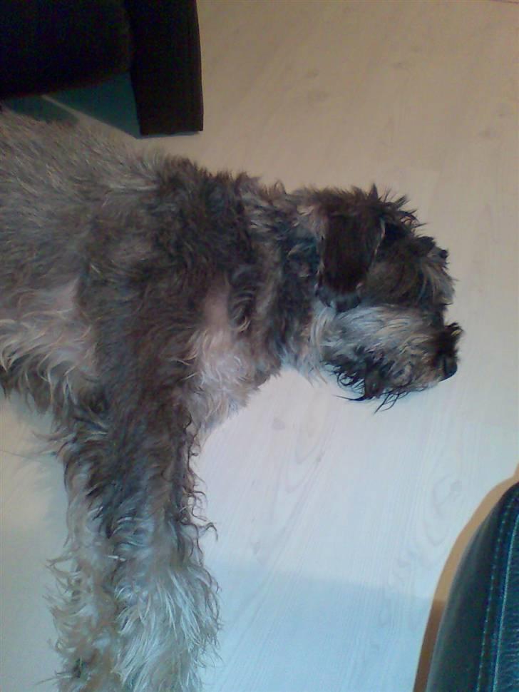 Riesenschnauzer Debbie (Død) billede 2