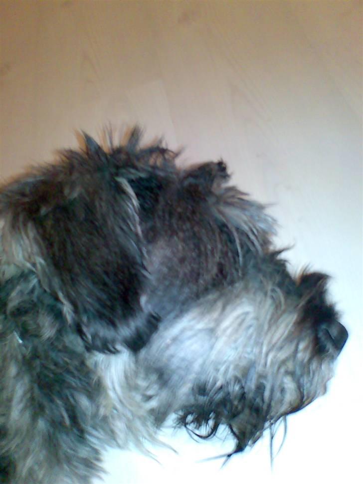 Riesenschnauzer Debbie (Død) billede 3