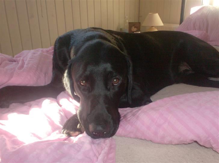 Labrador retriever santos billede 19