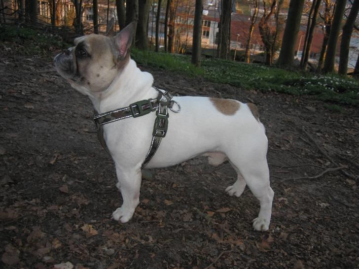 Fransk bulldog Kenzo billede 8