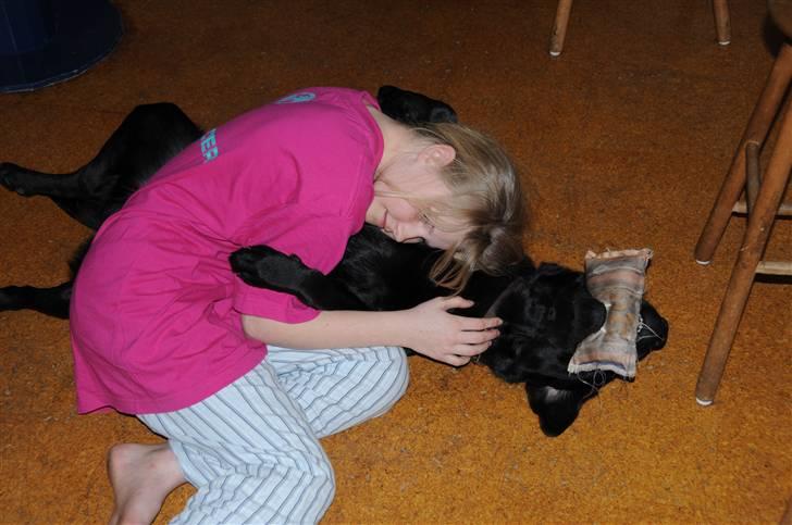 Labrador retriever Kito billede 15