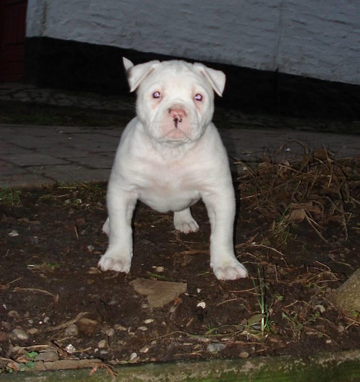 Amerikansk bulldog Sharp billede 7