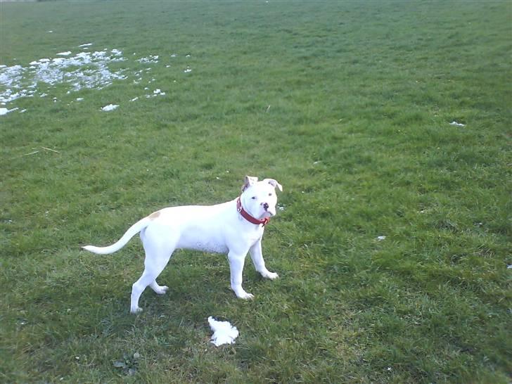 Amerikansk bulldog Sharp billede 8