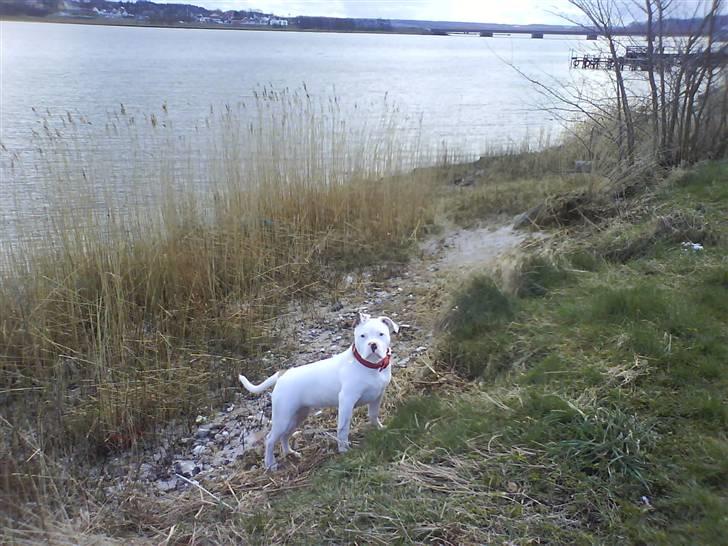 Amerikansk bulldog Sharp billede 9