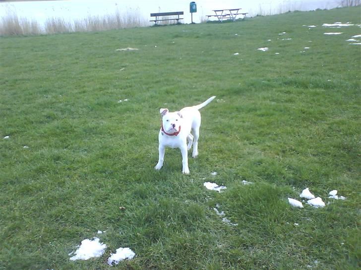 Amerikansk bulldog Sharp billede 10