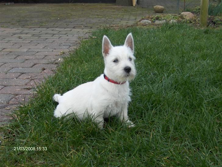West highland white terrier KIKI - .... er det mig, du kalder på?? billede 4