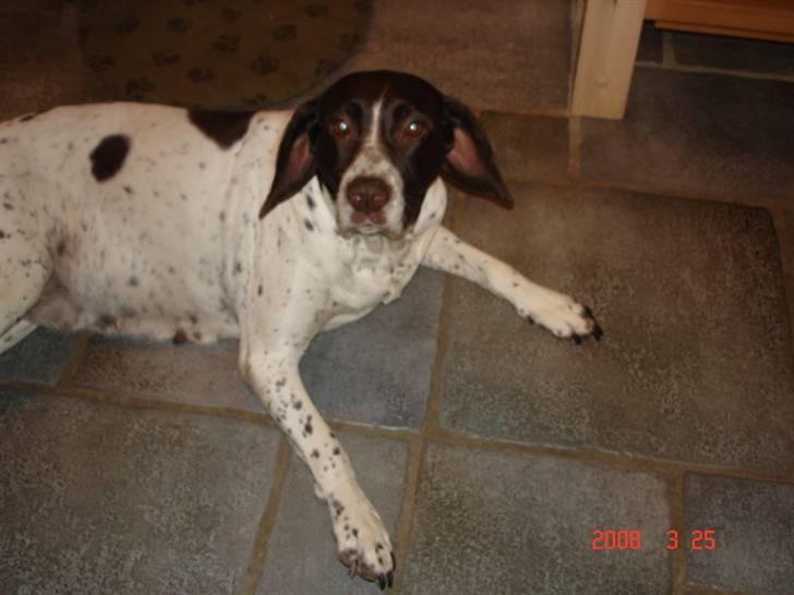 Gammel dansk hønsehund Enya R.I.P - Så lækker!!! <3 billede 3