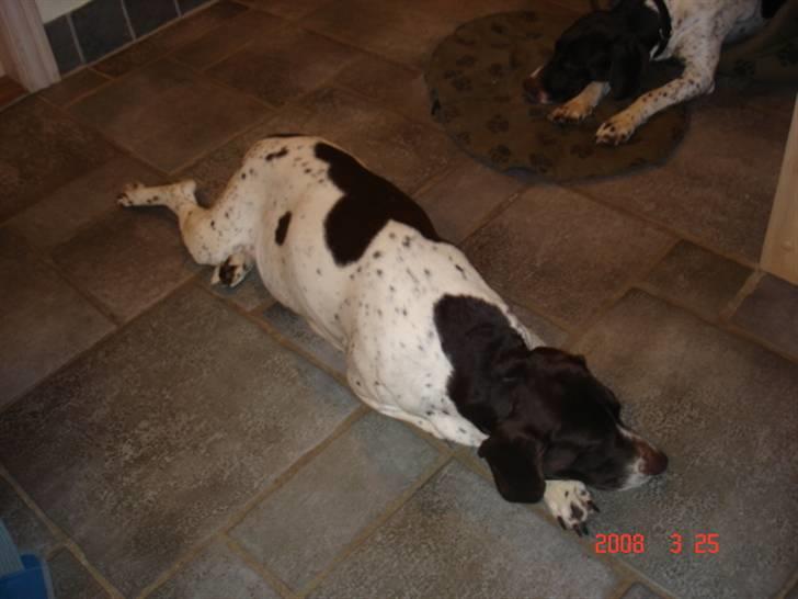 Gammel dansk hønsehund Enya R.I.P - En lille lur kan man vel altid tage sig. billede 4