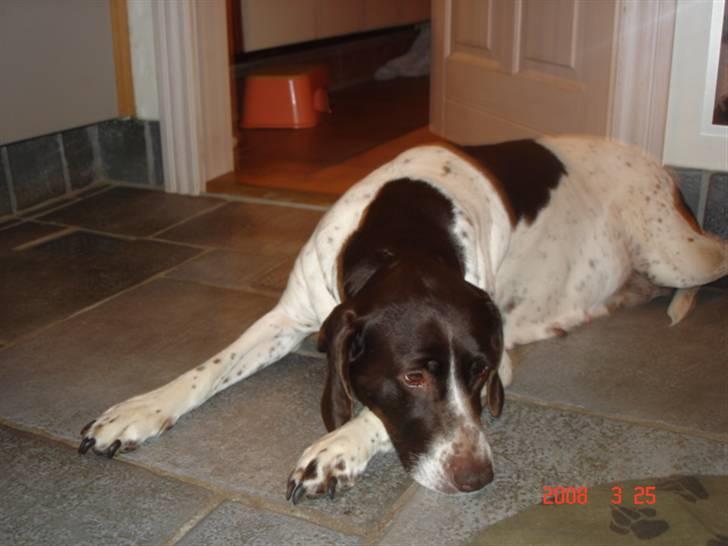 Gammel dansk hønsehund Enya R.I.P - En dejlig lur! <3
 billede 5