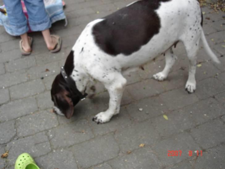 Gammel dansk hønsehund Enya R.I.P - <3 billede 6