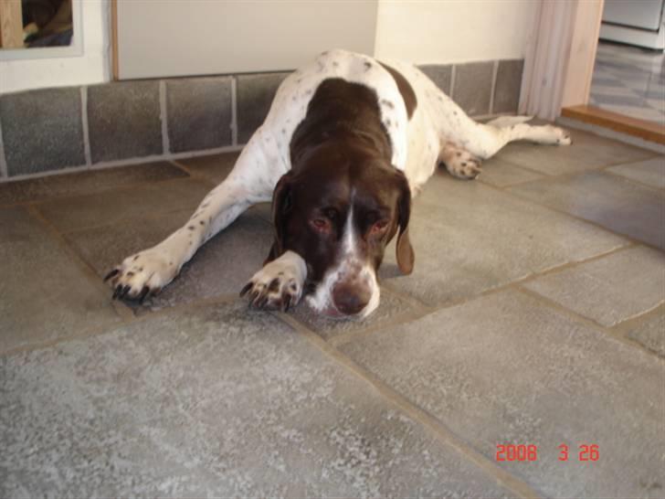 Gammel dansk hønsehund Enya R.I.P - Enya er lidt træt igen..!! billede 7