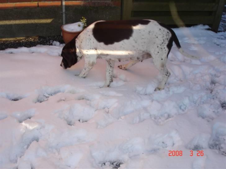 Gammel dansk hønsehund Enya R.I.P - Sne! <3 billede 8