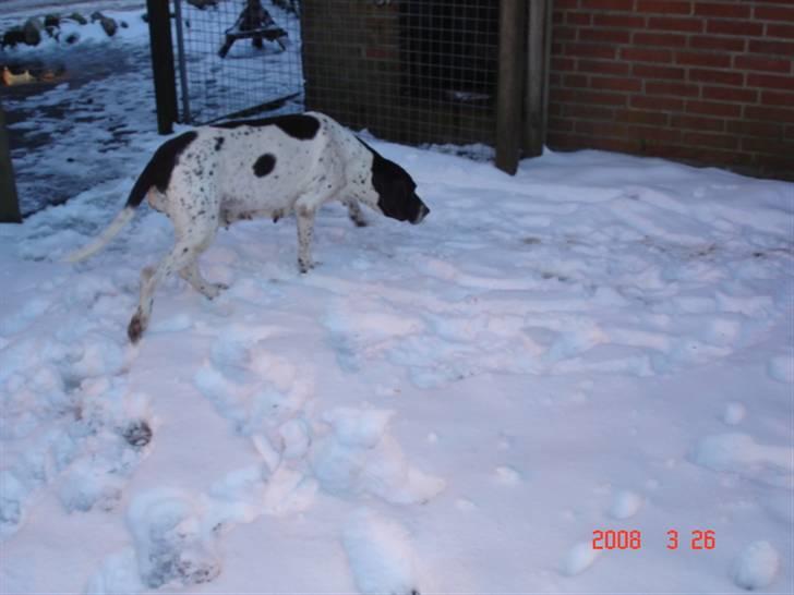 Gammel dansk hønsehund Enya R.I.P - Elsker sne... billede 9