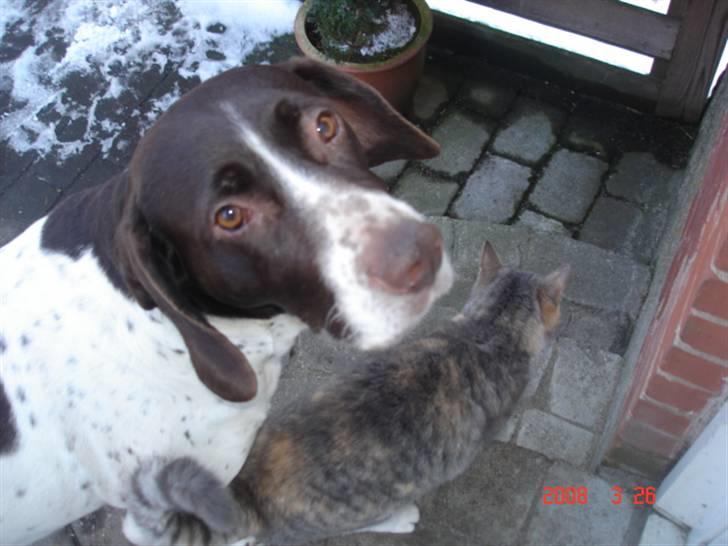 Gammel dansk hønsehund Enya R.I.P - Halløj... billede 10