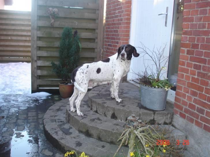 Gammel dansk hønsehund Enya R.I.P - Det var godt med lidt sne, men nu vil jeg gerne ind igen. billede 1