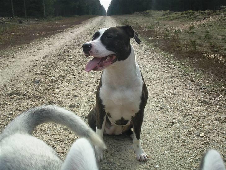 Amerikansk staffordshire terrier freja a billede 8