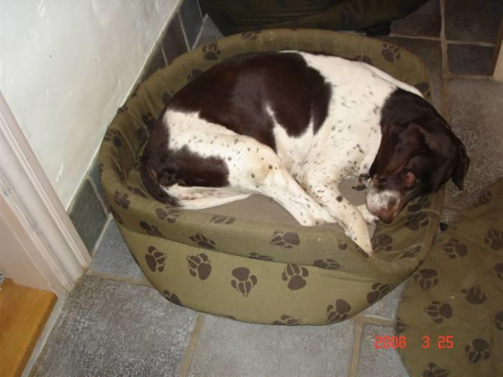 Gammel dansk hønsehund Dion R.I.P. - Dion der liger og sover billede 1