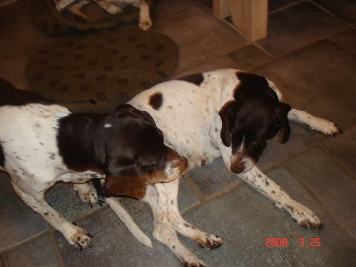 Gammel dansk hønsehund Dion R.I.P. - Dion og vores anden hund Enya. billede 2