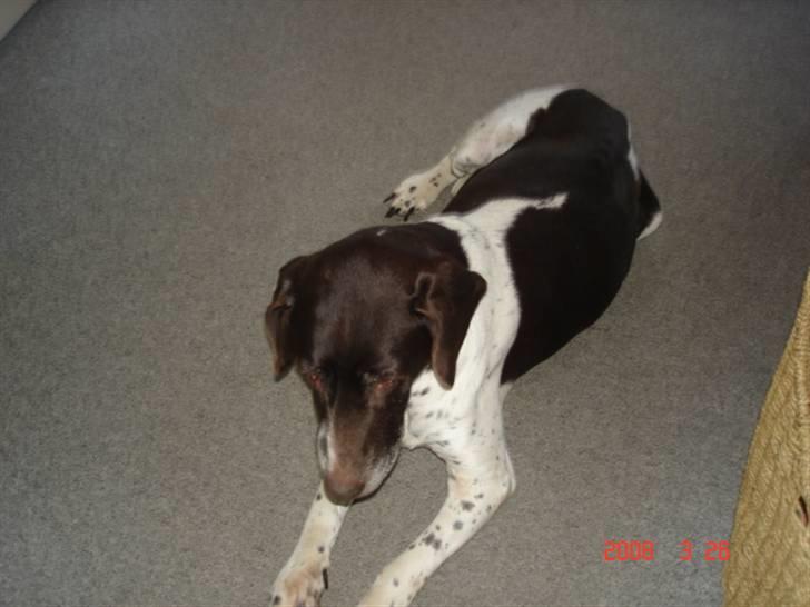 Gammel dansk hønsehund Dion R.I.P. - Jeg er bare så træt billede 4