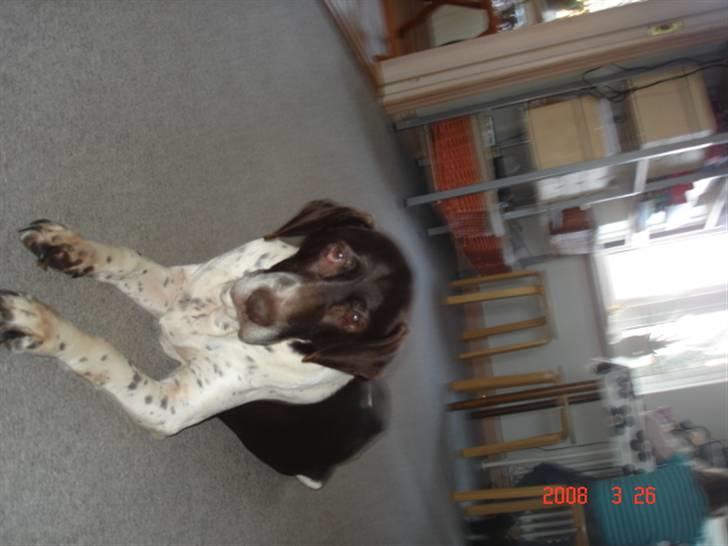 Gammel dansk hønsehund Dion R.I.P. - Dion i stuen. billede 5