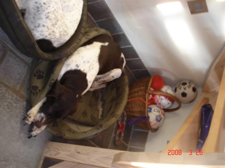 Gammel dansk hønsehund Dion R.I.P. - Dion der sover billede 6