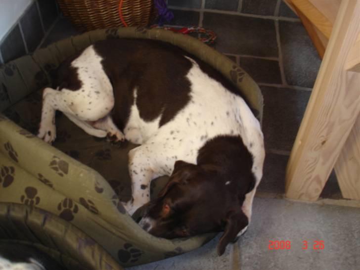 Gammel dansk hønsehund Dion R.I.P. - Dion sover. billede 7